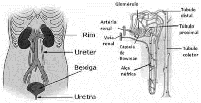 http://www.brasilescola.com/upload/conteudo/images/os-rins-sao-os-responsaveis-por-filtrar-sangue-reabsorver-agua-outras-moleculas-uteis-ao-nossoorganismo-1319541458.