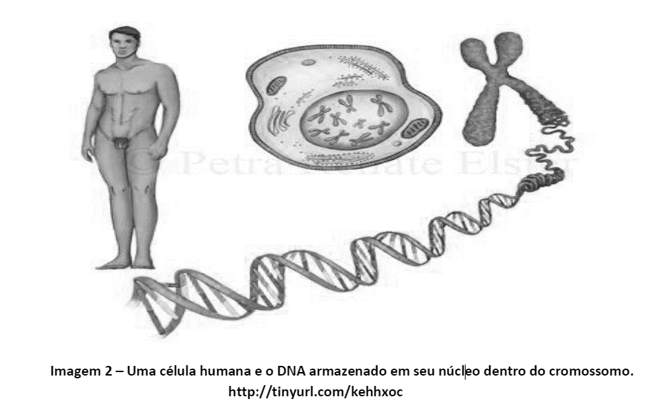 O nosso corpo humano é formado de muitas outras estruturas. São órgãos que se relacionam e que ajudam uns aos outros. É como se um fizesse uma coisa e o outro ajudasse.