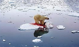Curiosidades!!! O aquecimento global fez diminuir em 20% a calota polar ártica nas últimas três décadas, reduzindo o território de caça dos ursos-polares. Muitos deles ficaram sem alimento.