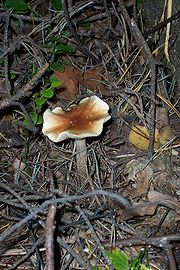Substância encontrada naturalmente em Psilocibina alguns cogumelos, como o Psilocybe cubensis. DMT Encontrada nas folhas de chacrona. Muito utilizada na preparação da ayahuasca, bebida do Santo Daime.