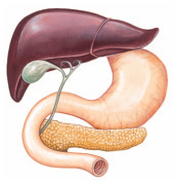 Boca- Glândulas Salivares As principais glândulas salivares são: as parótidas, as submandibulares e as sublinguais. Existem também pequenas glândulas orais.