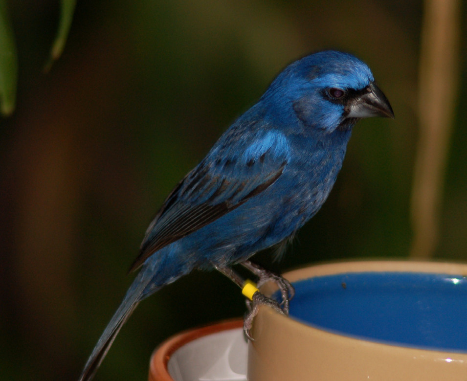 Wikimedia Commons/Benjamint Arara-canindé (Ara ararauna) Hábitat: florestas, várzeas com palmeiras