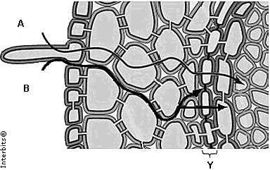 Tipo(s) de planta a) Eudicotiledônea b) Eudicotiledônea c) Monocotiledônea d) e) Eudicotiledônea Monocotiledônea Eudicotiledônea Monocotiledônea Partes retiradas no anel Periderme, parênquima e