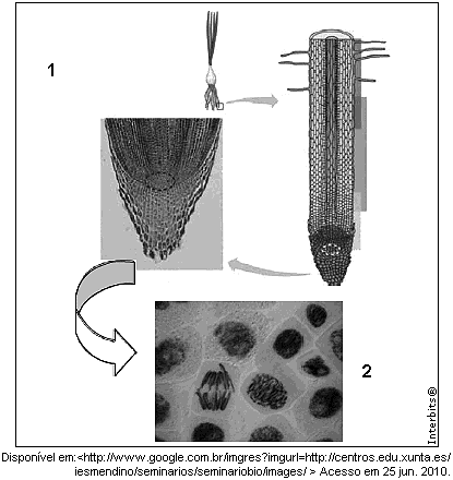 As células representadas na Fig. 2 não possuem a) centríolo. b) ribossomo. c) mitocôndria. d) parede celular. 12.