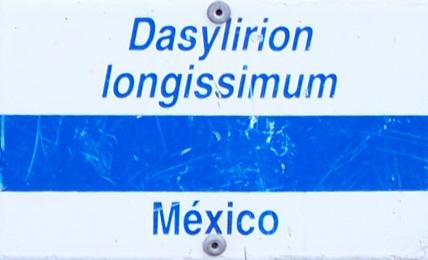 n.º 2 As plantas e a água 2. Localiza no terreno a planta Dasylirion longissimum, que pertence à família dos catos. 2.1.