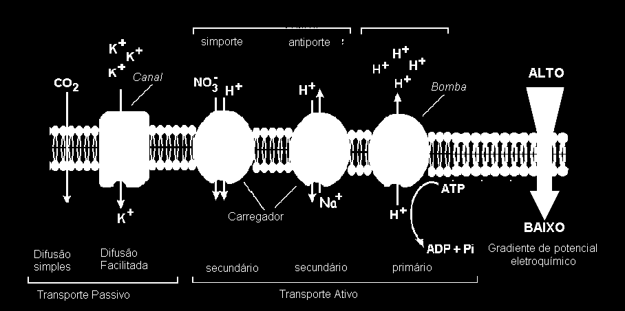 Nutrição Mineral de Plantas 7/T C IÊ N C I A D O S O L O Fonte: Adaptado de Peres (2005)