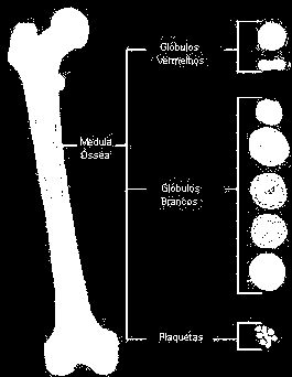 Produção de Células