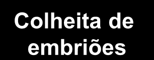 1. Esquema tradicional de superovulação PGF 2 Detecção de estro PGF 2 FSH (12/12h) Detecção de estro Colheita de embriões D-0 D-10 D-13 D-0 D-7 2.