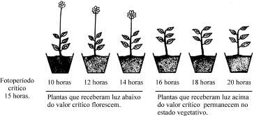 FOTOPERIODISMO Plantas de dias curtos (plantas que florescem no inverno) Ex.