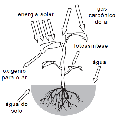 Para fazer essa transformação, a planta precisa de energia. Ela usa energia do Sol. Por isso, essa transformação não pode ocorrer no escuro.