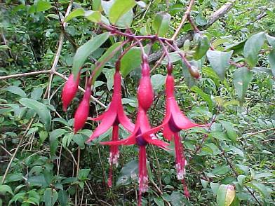 Fuchsia regia