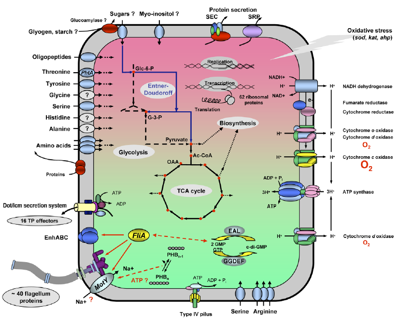 Legionella - Ciclo de vida bifásico Forma replicativa Transição rigorosamente regulada Forma virulenta Expressão de