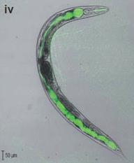 Replicação de legionelas em células eucariotas: estratégia essencial de virulência Amoeba aprisionando L. pneumophila Acanthamoeba spp.