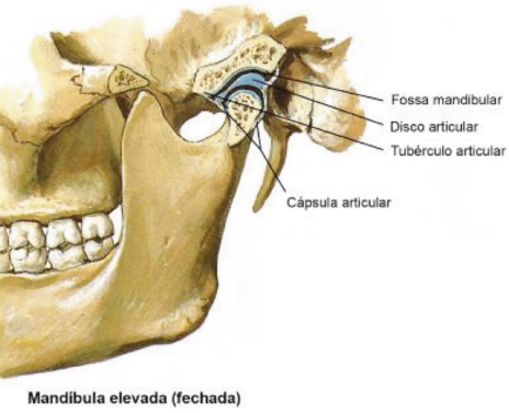 2 Cadernos Otorrinolaringologia.