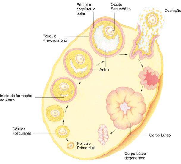 OVOGÊNESE E OVULAÇÃO Antro: espaço cheio de fluido folicular Ovócito secundário envolvido pela zona pelúcida Folículo ovariano se transformam