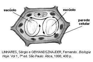 32. (Ufrrj) No esquema acima, as setas cheias indicam um fenômeno encontrado nas células vegetais, caracterizado pela circulação do citoplasma no interior da célula, o que facilita a distribuição de