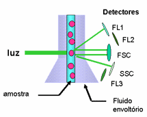 Citometria de fluxo fluorescente SSC- avalia a granulosidade intracelular através da luz dispersada FSC avalia o tamanho da célula pela