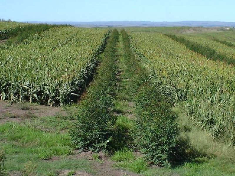 Reconciliando a Produção Agropecuária e a