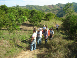 Dia de campo sobre manejo ecológico de Citrus na comunidade São Sebastião, Cerro Azul-PR estruturais desses mercados colocam obstáculos ao acesso qualificado da ampla maioria das famílias