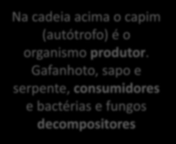 Cadeia Alimentar e Fluxo de Energia 2) Cadeias Alimentares a) Conceito Relação alimentar entre organismos de um ecossistema.