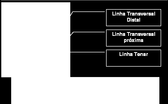 Figura 2 - Linhas da Palma da Mão Como mostrado acima são três as características mais importantes da palma da mão são as linhas DTC (Distal Transverse Crease) PTC (Proximal transverse Crease) e TC