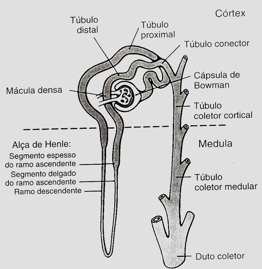 Aparelho Justaglomerular Céls. especializadas na arteríola e no túbulo (mácula densa) Respondem a alterações na veloc.