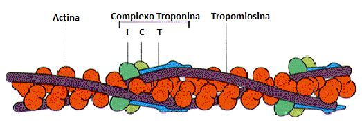 Figura 9: Esquema ilustrativo da Troponina. Fonte: http://www.google.pt/imgres?imgurl=http://lbcd.icb.ufmg.br/prodabi4/grupos/grupo1/figuras/actinatroponina.jpg&imgrefurl=http://lbcd.icb.ufmg.br/prodabi4/grupos/grupo1/actina-tropomiosina.