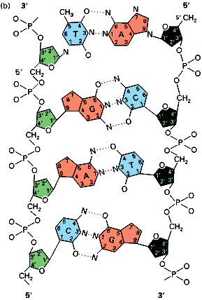 Ligações Covalentes Forças de Van der Walls Interações Iônicas (Mg +2 ) Sítios
