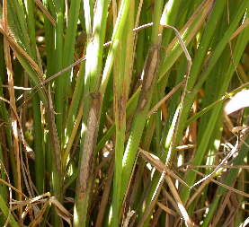 MANCHA DAS BAINHAS Agente Causal: Rhizoctonia oryzae Manchas bem definidas na bainha,, de forma oval, com centro claro e bordos mais escuros.