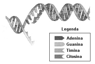 Na figura a seguir tem-se uma representação plana de um segmento da molécula de DNA Um nucleotídeo é formado por um grupo fosfato (I), uma molécula do açúcar desoxirribose (II) e uma molécula de base