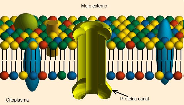 melhora o desempenho e pode causar intoxicação e alterar a