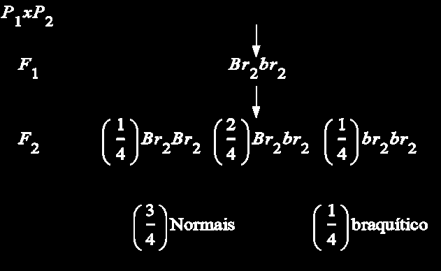 CARACTERISTICAS DOS CARACTERES QUALITATIVOS Ex: