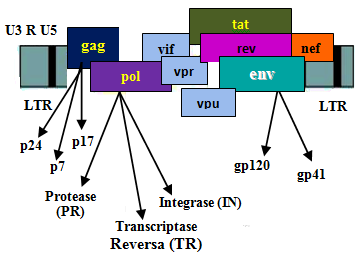 Figura 2. Estrutura genética do HIV-1 Fonte: http://hivmedicine.aidsportugal.com/03_pathophys.php 1.