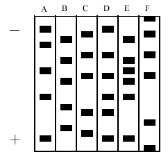 Observe a figura acima, analise as proposições e escolha a(s) correta(s). (001) D é filho de A com B. (002) E é filho de A com B. (004) F é filho de A com C. (008) D e E são filhos de A com B.