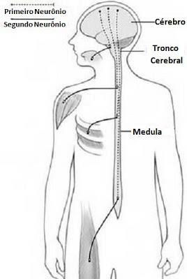 1º NEURÔNIO NEURITE ÓPTICA SINAIS DE TRONCO