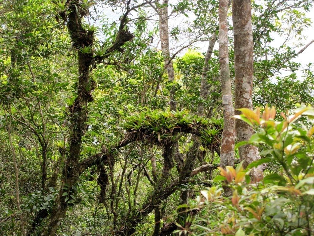 Fomento à Pesquisa Científica e Tecnológica na área de