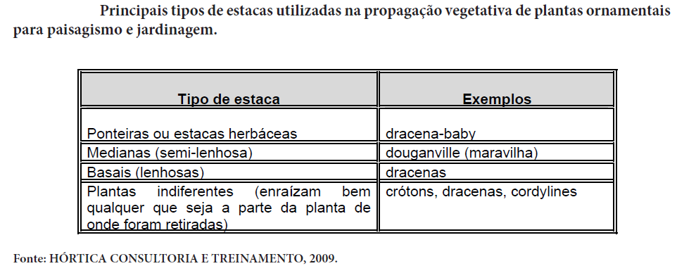 caule devem ser retiradas da parte terminal da planta (estacas