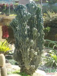 Suculentas Cereus peruvianus