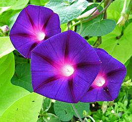 Trepadeiras Ipomoea