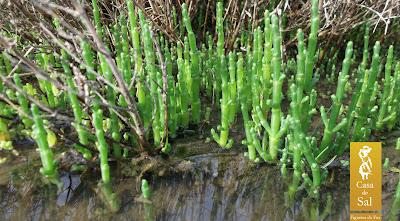 Salicórnia A Salicórnia (Salicornia ramosissima) é uma planta halófita que significa ser tolerante à água salgada,suculenta, que cresce nos sapais dos estuários e lagunas e faz parte da flora nativa