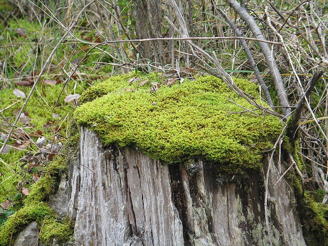 BRIÓFITAS Briófitas ou musgos crescendo sobre um tronco de árvore quebrado.