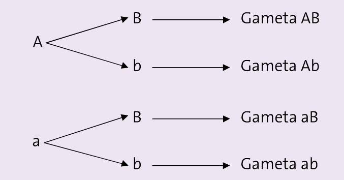 3. CALCULANDO OS TIPOS DE GAMETAS Quais os