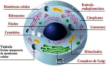 ORGANISMO TECIDOS