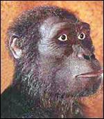 Do gr. pithékos (macaco) + ánthropos (homem) Antropóide hominídeo fóssil da família dos Pitecantropídeos (ou dos Hominídeos) que viveu no Pleistoceno.