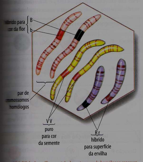 Célula de ervilha com três dos sete pares de homólogos representados e um