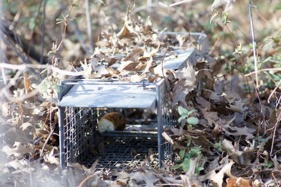 MAMÍFEROS MÉTODO DE OBSERVAÇÃO DIRETA: É a visão, em tempo real, do animal na natureza.