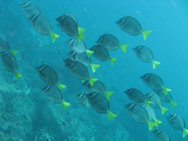 Está, de forma acidental, descoberto um arquipélago que se estende por 224 km de norte ao sul e que em 1536 receberia o nome de Ilhas Galapágos.