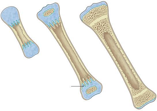 ESTRUTURA TÍPICA DO LONGO ESTRUTURA TÍPICA DO LONGO ORIENTAÇÃOTUBERCULAR NAEPÍFISE TIPOS SUPERFÍCIE DA CABEÇA DO FÉMUR MENBRANOSA FIBROSA S CHATOS EPÍFISE VISTA SECCIONADA SUPERFÍCIE DA CABEÇA DO