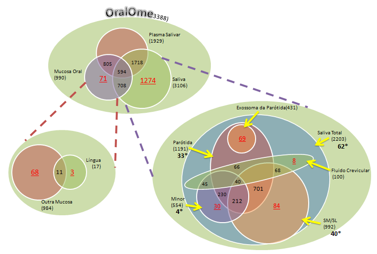 Figura 5: Diagrama representativo das fontes de produção salivar das proteínas que se encontram depositadas no OralCard.