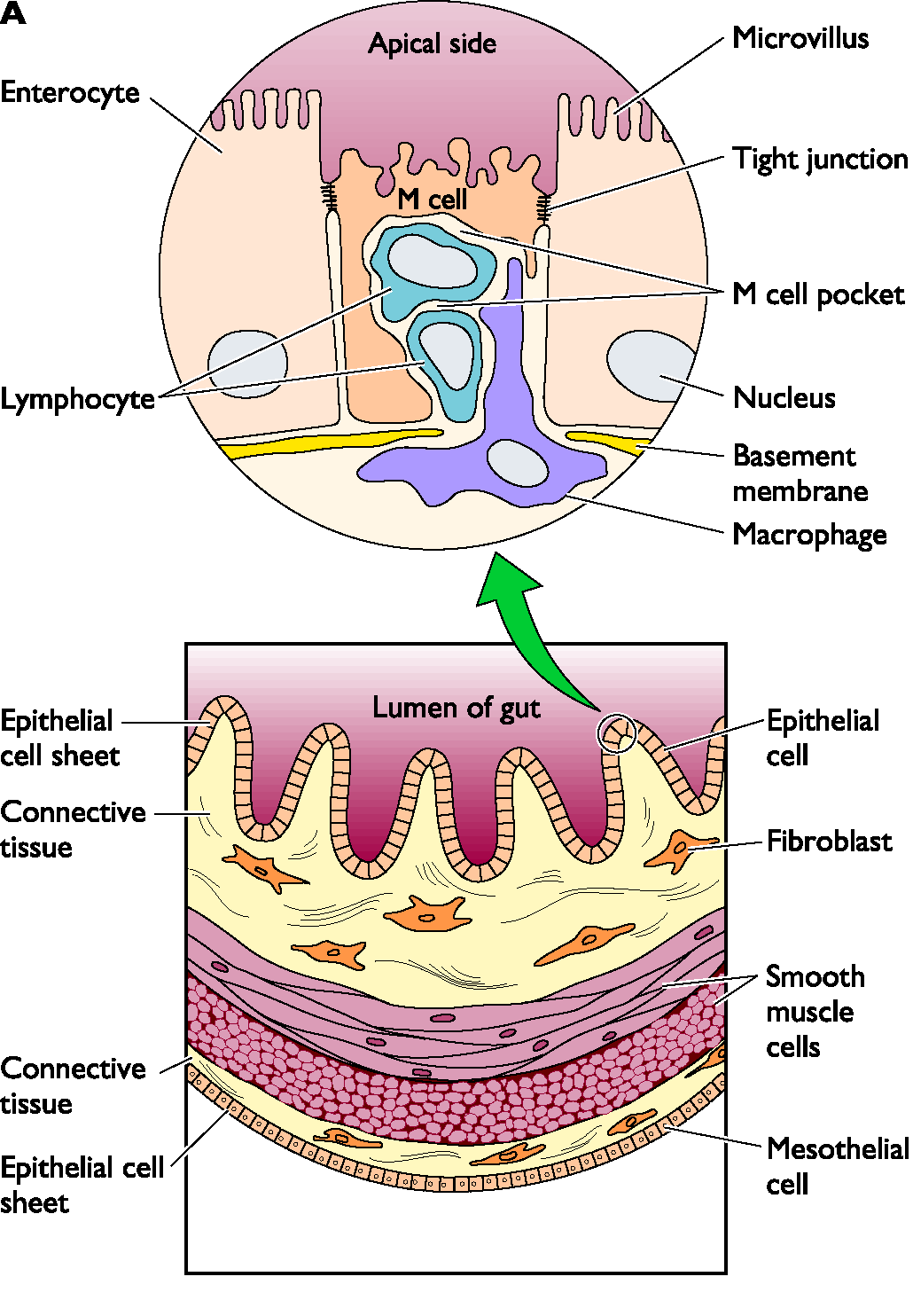 celulas M - carreadoras na via secretória de IgA por transcitose.